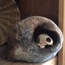 Mistletoe and Oak Burls