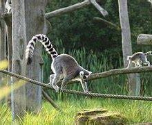 Ringtail Cats