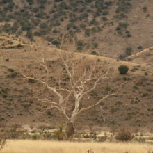 Sycamore Waiver Signed