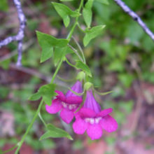 Maurandya antirrhiniflora