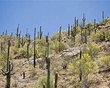 Tanque Verde Trail