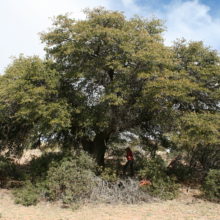 Quercus, Tree of Life