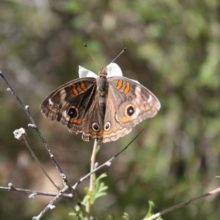 Butterfly, Grasshopper and Beetle