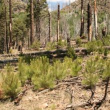 Plants, Fires and Starting Over