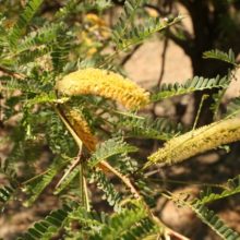 Velvet Mesquite