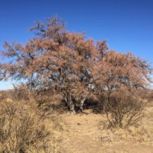Dry Winter Color