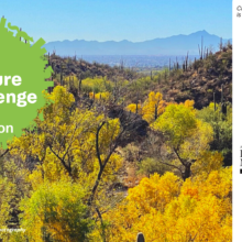 City Nature Challenge Tucson 2021