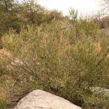 Old Desert Plant Friends