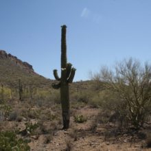 Old Friends in the Sonoran Desert