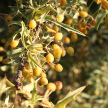 Fremont Barberry