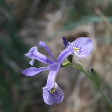 Excursion to 8,000 ft and Wild Irises