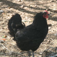 A Chicken in Your Back Yard