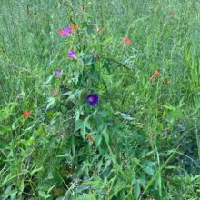 Flora and Fauna Report