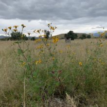 Autumnal Asteraceae Festival