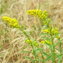 Solidago missouriensis