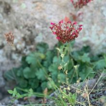 Coral Bells in the Hills