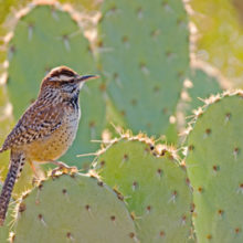 Cactus Wrens and Ironwood Trees