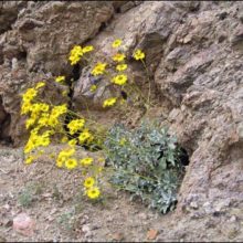 Brittle Bush Spring