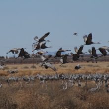 Vultures and Cranes