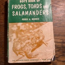 Oh My, One Big Toad!