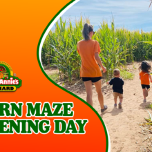 Apple Annie’s Orchard- Corn Maze Opening Day