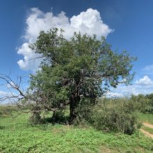 Arizona Walnut Tree