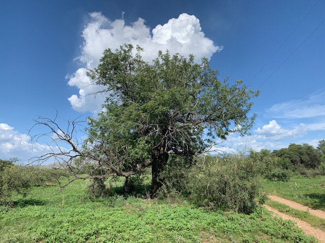 Arizona Walnut Tree / KXCI