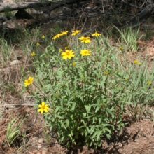 Mountain Oxeye and Red Bordered Satyrs, Oh My!