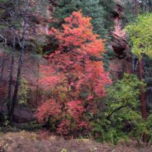 Bigtooth Maple