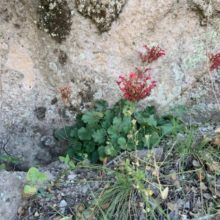 Coral Bells