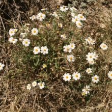 The Melampus Daisy
