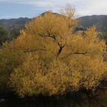 Goodding Willow by a Pond in the Hills