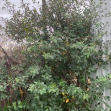 California Buckthorn