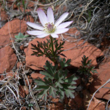 Amen Anemone