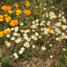 Creamcup Spring