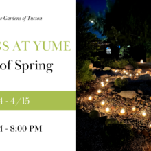 Evenings at Yume – Dance of Spring