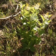 False Solomon’s Seal