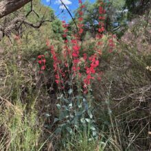Penstemons!