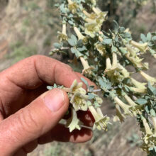 Pale Wolfberry