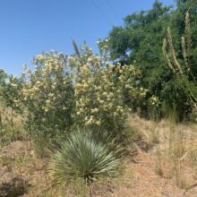 Arizona Rosewood