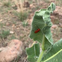 Milkweed Longhorn Beetle
