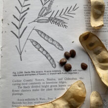 Mariosousa millefolia