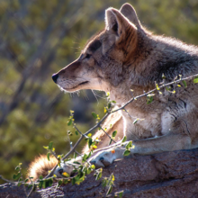 Arizona-Sonora Desert Museum: Meet the Neighbors