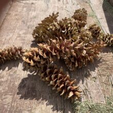 A Frisky Fall…Look Out!