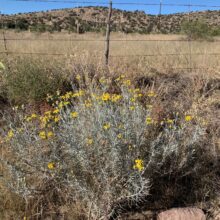 Threadleaf Groundsel