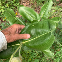 Lemmon’s Milkweed
