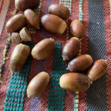 Acorn Gatherers