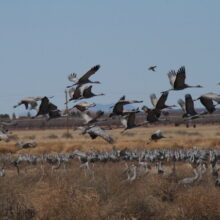 As Cranes Call From a Borderlands Sky