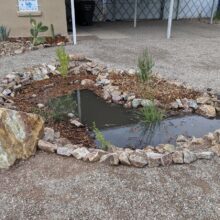 Hydrate at the Living Lab: Rain Garden Care Class