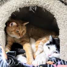 Fine Wines for Felines Benefit for PAWSitively CATS No Kill Shelter